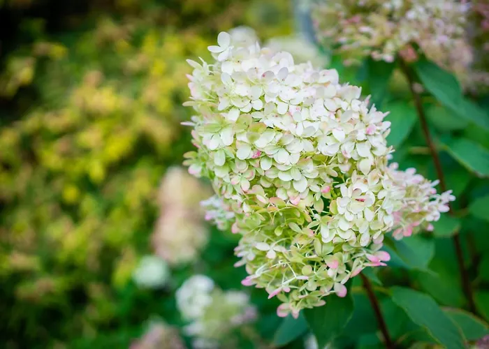 Videviku Appartement *