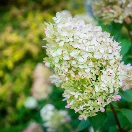 Videviku Appartamento *